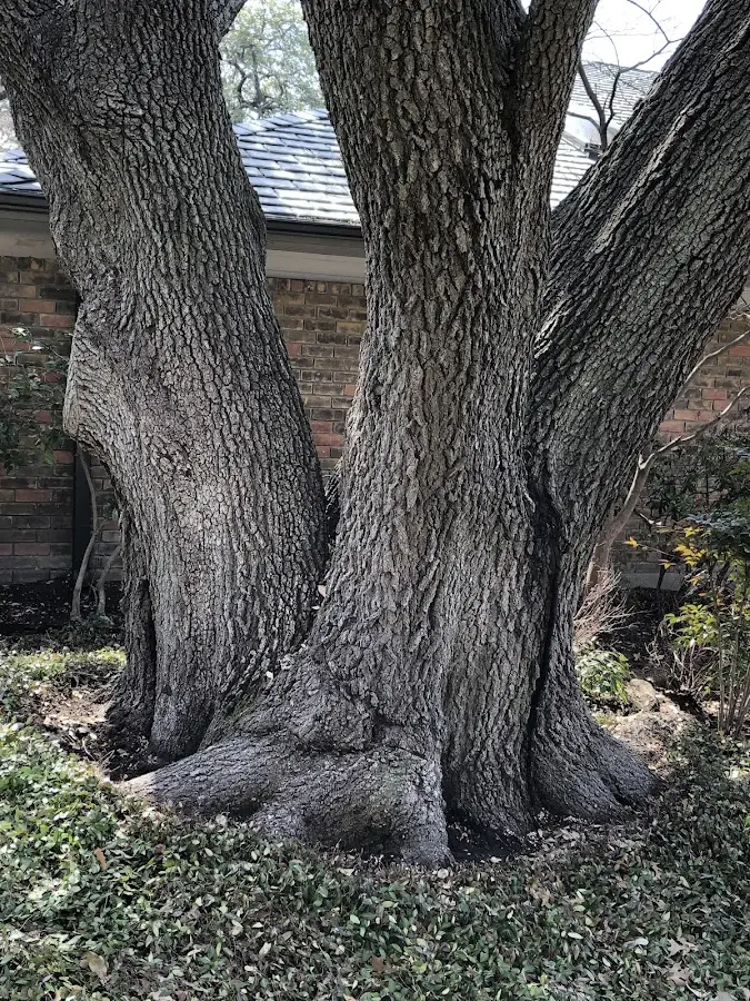 Mature heritage tree close to a Morro Bay property cared for by certified arborists